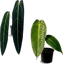 Anthurium Warocqueanum x Anthurium Veitchii LEAL PLANTS ECUADOR | Queen & King picture