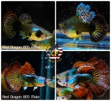 5 PAIR    - Live Aquarium Guppy Fish High Quality - Red Dragon BDS picture