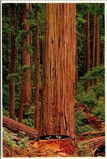 Giant California Redwood Loggers Undercut Vintage Postcard 5P21-27 picture