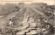 c1900s Fresno California Raisin Grape Harvest Farm Workers Vineyard Postcard picture