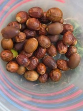 2026 Fresh  Assorted Acorns From Middle Tennessee $25/5lbs or $7/lb picture