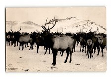 RPPC Elk Herd Dubois Wyoming – 1944 Real Photo Snow Scene Wildlife picture