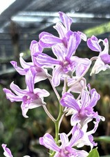 Dendrobium Suwannaphum Gouldii Compact Den. Orchid Plant BLOOMING SIZE picture
