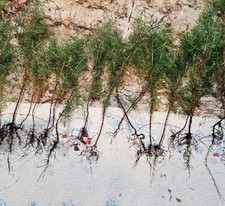 (25) Eastern Red Cedar  Juniper seedling live trees 4-8 + inches picture