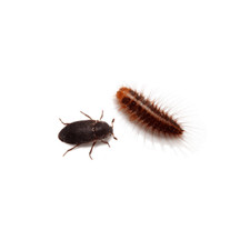 Dermestid Beetles - Starter Colony or Dubia Cleaner Crews -  picture