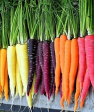 Rainbow Carrot Blend Mix, Seeds, Colorful, NON-GMO, Beta Carotene, Vitamin A picture