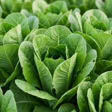 Lettuce JERICHO ROMAINE Seeds Heat Tolerant Crisp Salad Green Desert Origin picture