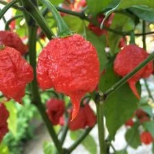 100 FRESH PICKED Homegrown small batch Carolina Reaper Organic Super Hot Peppers picture