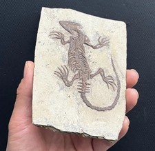 Chinese Real Monjurosuchus Choristodera Fossil Rare Collection picture