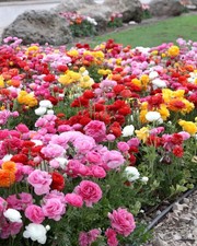 🌸 100 Mixed Ranunculus Seeds – Double Bloom Buttercups | Vibrant Spring Flowers picture