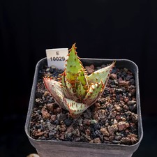 1PCS 4-5cm Seedgrowth Cactis Aloe Broomii Var. Tarkaensis Rare Garden Seedling picture
