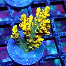 WYSIWYG - Super Yellow Pikachu Acro picture