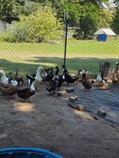 12 duck eggs for hatching mixed picture