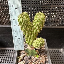 Euphorbia Multiclava SomaliaPlant RareSucculent *shipping $70 for up to 3 items picture