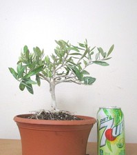 Dwarf European Olive for mame shohin bonsai tree  picture