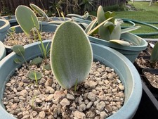 haemanthus unifoliatus, flowering size ~3cm in diameter picture