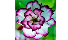 New Rare limited quantities. Dokswai, Triple bloom. Healthy seedlings picture
