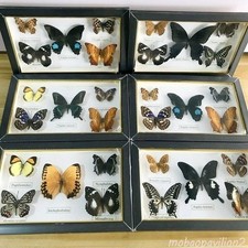Pretty Butterfly Specimen PhotoFrame Artwork Home Decoration Teaching Collection picture