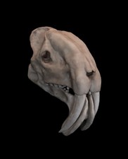 Thylacosmilus Atrox Skull Replica Extinct Sabertooth Marsupial Premium Resin picture