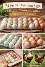 24 Fresh Fertile Hatching Eggs – Easter Egger & Brown Barnyard Mix picture