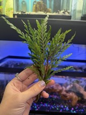 Live Hygrophila Pinnatifida Freshwater Aquarium Plant Bunch picture