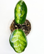 Hoya Krinkle 8 Inner Variegated -Fully Rooted- Rare Collector Hoya picture