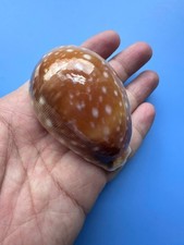 72.4mm | Lyncina Vitellus |  F+++ GEM| GIANT size |Nice color picture