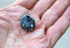 Camarasaurus Tooth, Fossil Sauropod Tooth picture