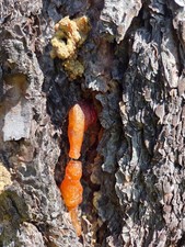 Ponderosa Pine Resin / Pitch/ Sap – 1 lb or 2 lb crafting grade picture