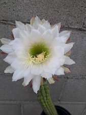 Echinopsis Cereus Thelegonus 3 Tops Plant Cactus 11H picture