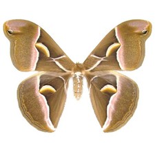 Samia cynthia saturn moth China unmounted wings closed wings closed picture