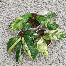 Rhaphidophora Puberula Variegated Rare Aroid Houseplant Variegated Tropical picture