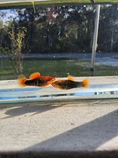 Redtail Black Variatus Platy Pair picture