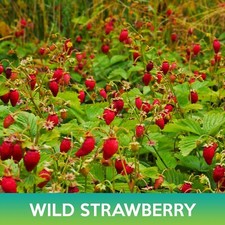 Wild Strawberry Seeds, Alexandria Alpine Strawberry picture