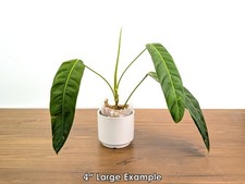 Mature Patriciae Philodendron (Mature form - 8-14