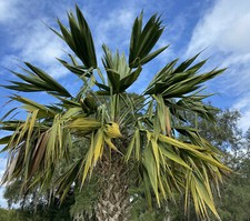 Sabal palmetto 'Lisa' seeds  Rare  Mutant Sabal palmetto with Fused leaflets picture