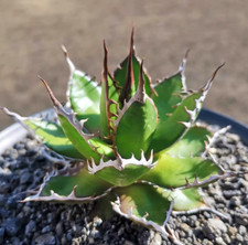 Succulent plants agave horrida Home Garden Bonsai decoration Plants 5-7cm picture