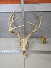 Wild 10 point 156-0