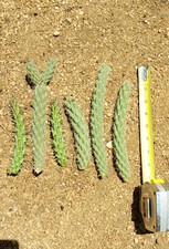 South West New Mexico Cholla Cactus 6 pcs. 4-6 inches long, C. spinosior picture