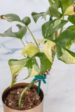 Variegated Rhaphidophora Tetrasperma Rooted Plants and Cuttings Albo Mini Monst picture