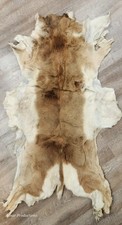 Pronghorn Antelope Hide; Soft Tanned picture