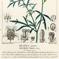 Rare 1816 Turpin Hand-Colored Engravings Dictionnaire Sciences, RESEDA lutea picture