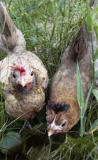 6 Kikiriki Hatching Eggs 🐣Adorable Tiny Chickens From Puerto Rico picture