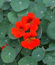 Nasturtium - Empress Of India, 50 Seeds Per Packet, Non-GMO picture