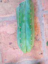 Cereus Columnar cactus cutting tpqc picture