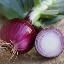 Ruby Red Onion Seeds, NON-GMO, Long Day, Variety Sizes,  picture