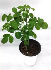 2 Live Moringa Tree Seedlings 12 Inch plus in height with  picture