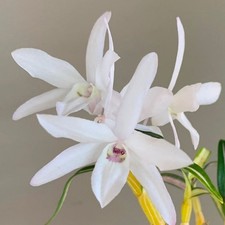 Dendroboum moniliforme variegated BS mini dendrobium orchid species. Rare form picture