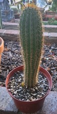 Echinopsis GOLDEN SPACIANA,T Cereus Grandiflores 10-11