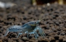 10 + 2 DOA High Grade Brazos Blue Dwarf CrayFish Young Custom Special Blue Breed picture
